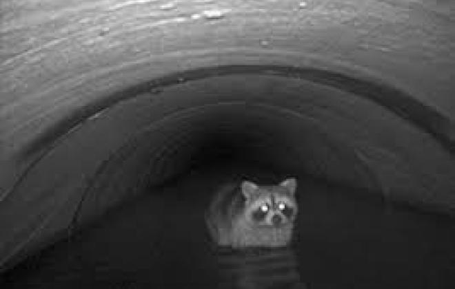 racoon in flooded storm drain